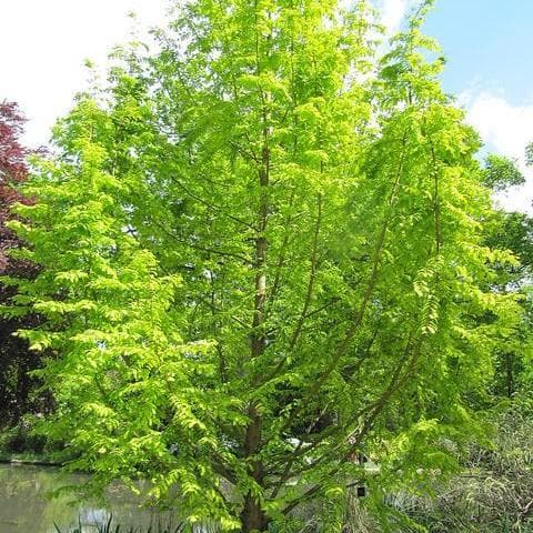 Metasequoia glyptrostroboides Gold Rush - Future Forests
