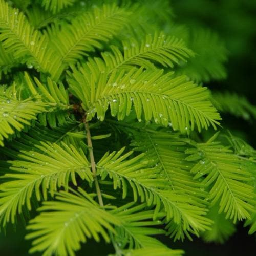 Metasequoia glyptrostroboides Gold Rush - Future Forests