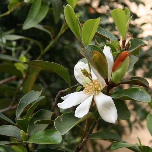 Michelia yunnanensis - Future Forests