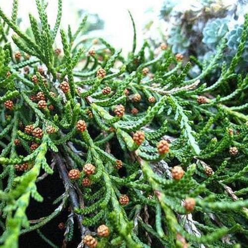 Microcachrys tetragona - Creeping Strawberry Pine - Future Forests