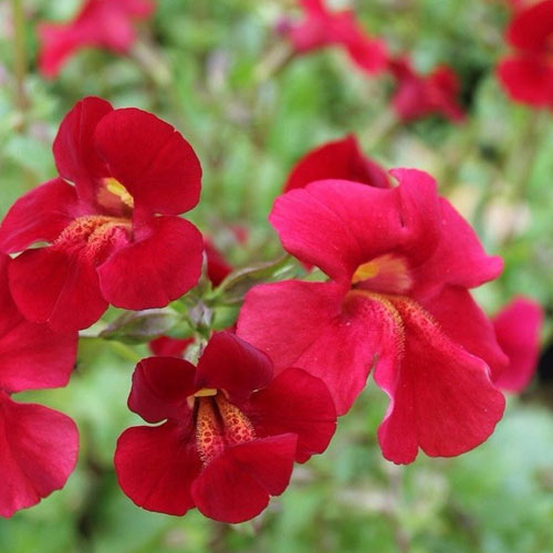 Mimulus cupreus Red Emperor