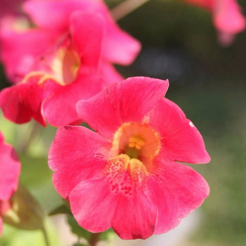 Mimulus cupreus Red Emperor