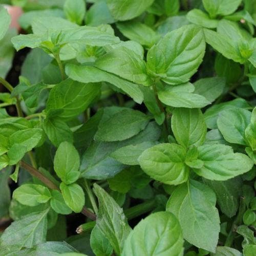 Mint, Basil Mint - Future Forests