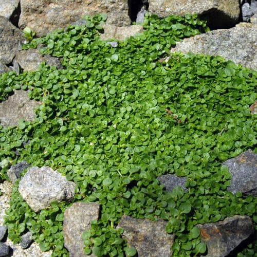 Mint, Corsican - Future Forests
