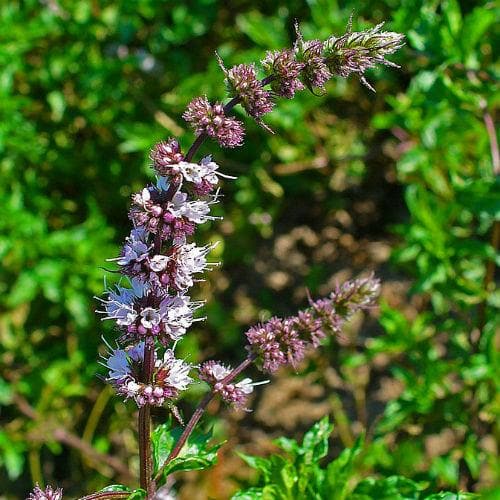 Mint, Curly - Future Forests