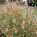 Miscanthus nepalensis