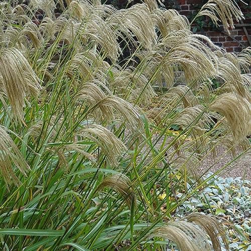 Miscanthus nepalensis