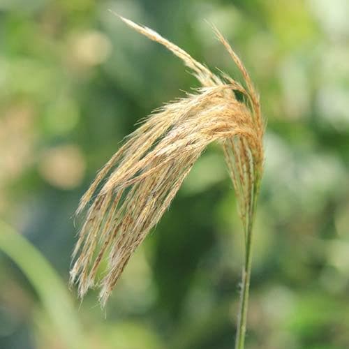 Miscanthus nepalensis