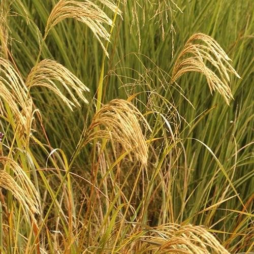 Miscanthus nepalensis