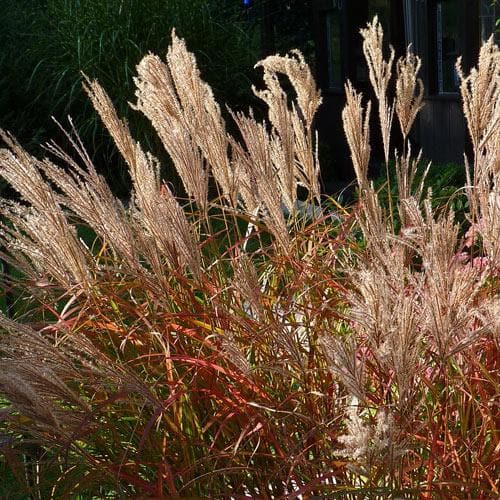 Miscanthus sinensis Ferner Osten