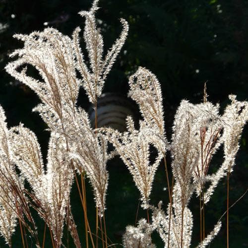 Miscanthus sinensis Ferner Osten