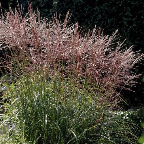 Miscanthus sinensis Ferner Osten