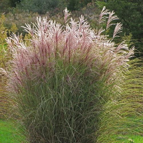 Miscanthus sinensis Morning Light