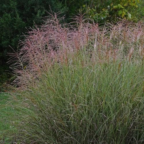 Miscanthus sinensis Morning Light