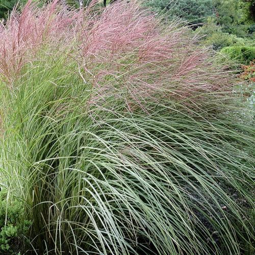 Miscanthus sinensis Morning Light