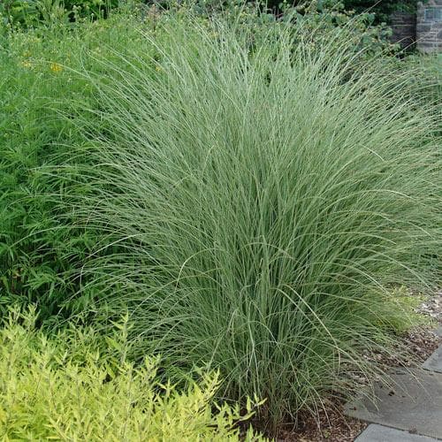 Miscanthus sinensis Morning Light