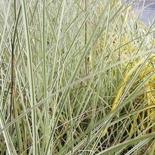 Miscanthus sinensis Morning Light