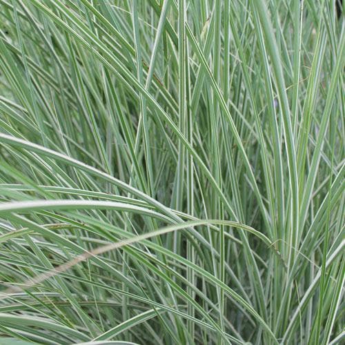 Miscanthus sinensis Morning Light