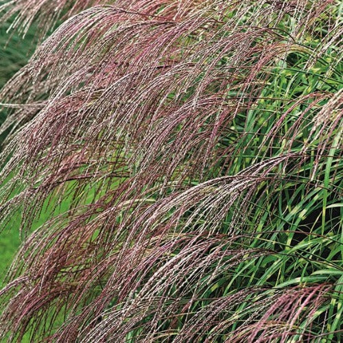 Miscanthus sinensis Little Zebra