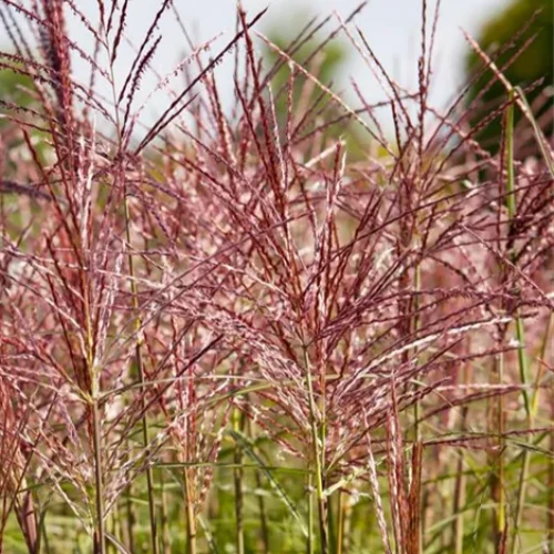 Miscanthus sinensis Red Chief