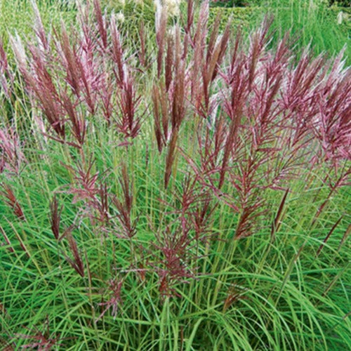 Miscanthus sinensis Red Chief