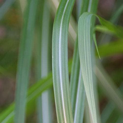 Miscanthus sinensis Malepartus - Future Forests