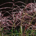 Miscanthus sinensis Malepartus - Future Forests