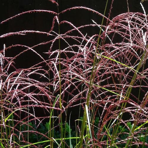 Miscanthus sinensis Malepartus - Future Forests