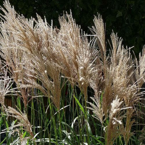 Miscanthus sinensis Malepartus - Future Forests