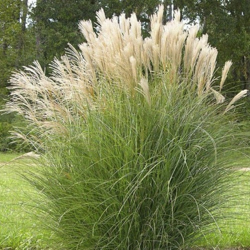 Miscanthus sinensis Gracillimus