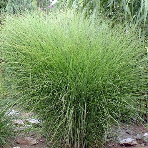 Miscanthus sinensis Gracillimus