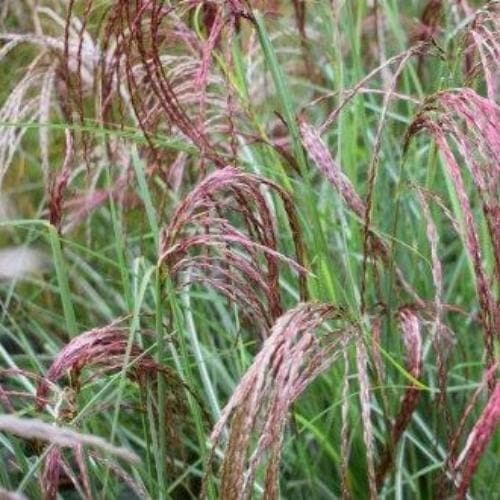 Miscanthus sinensis Red Cloud