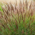 Miscanthus sinensis Yakushima Dwarf