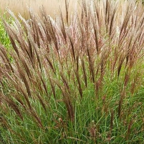 Miscanthus sinensis Yakushima Dwarf