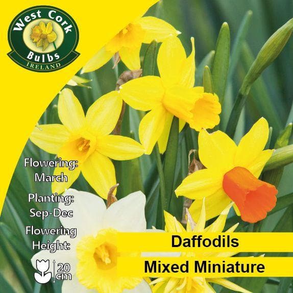 Daffodil - Mixed Miniature Narcissi - Future Forests