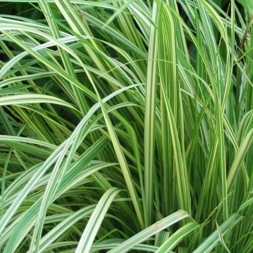 Molinia caerulea Variegata