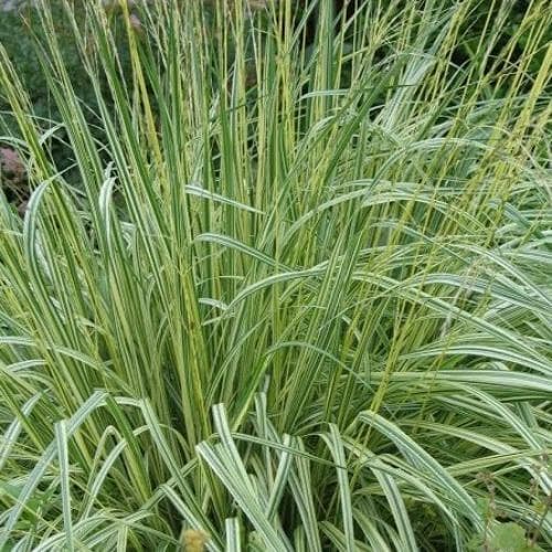 Molinia caerulea Variegata