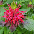 Monarda Cambridge Scarlet