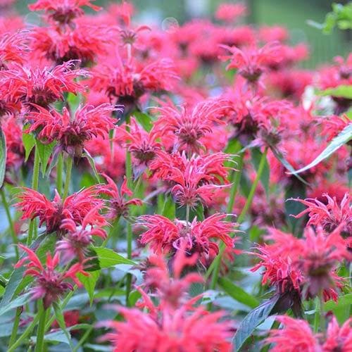 Monarda Cambridge Scarlet