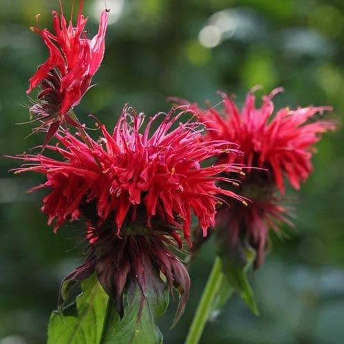 Monarda Cambridge Scarlet