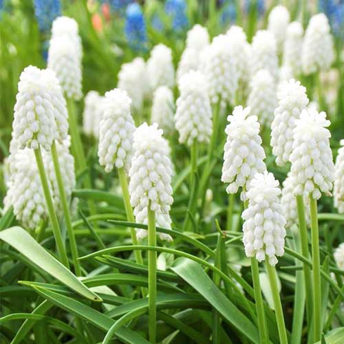 Muscari armeniacum Siberian Tiger