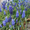 Muscari armeniacum