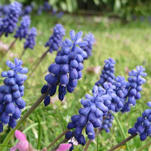 Muscari armeniacum