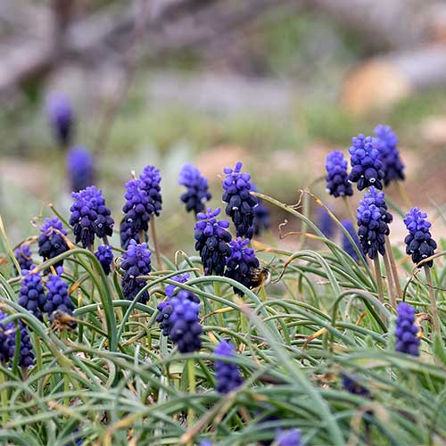 Muscari armeniacum