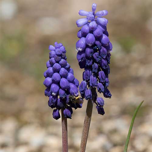 Muscari armeniacum