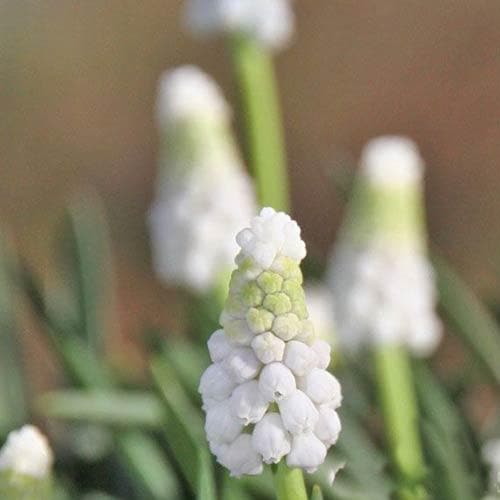 Muscari armeniacum Siberian Tiger