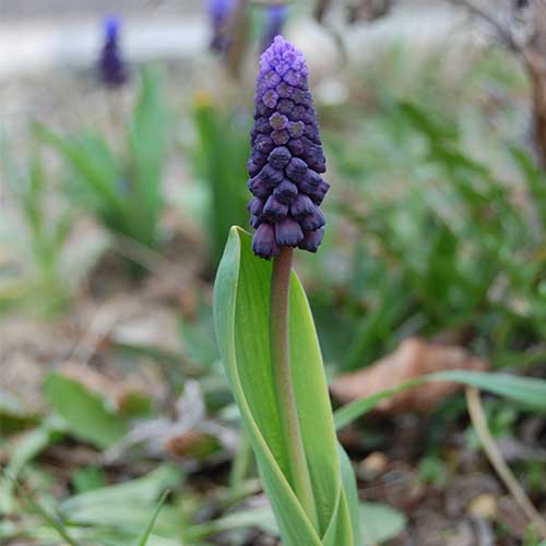 Muscari latifolium