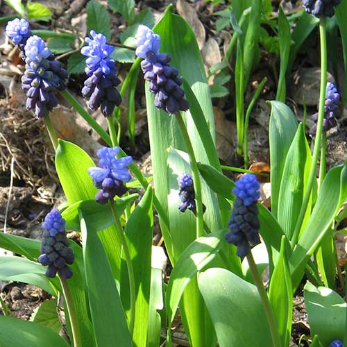 Muscari latifolium