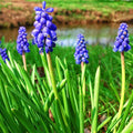 Muscari latifolium