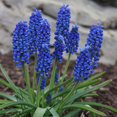 Muscari latifolium